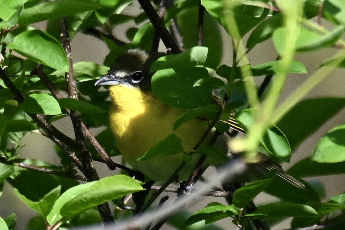 Yellow-breasted Chat - ML636313836