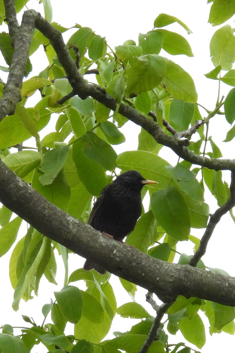 European Starling - ML636313887