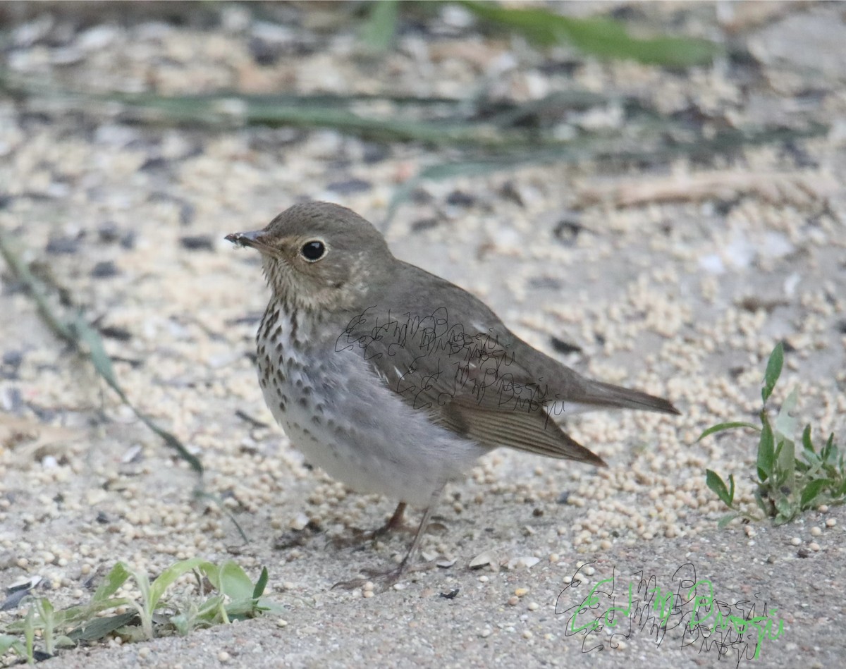 Swainson's Thrush - ML636314011