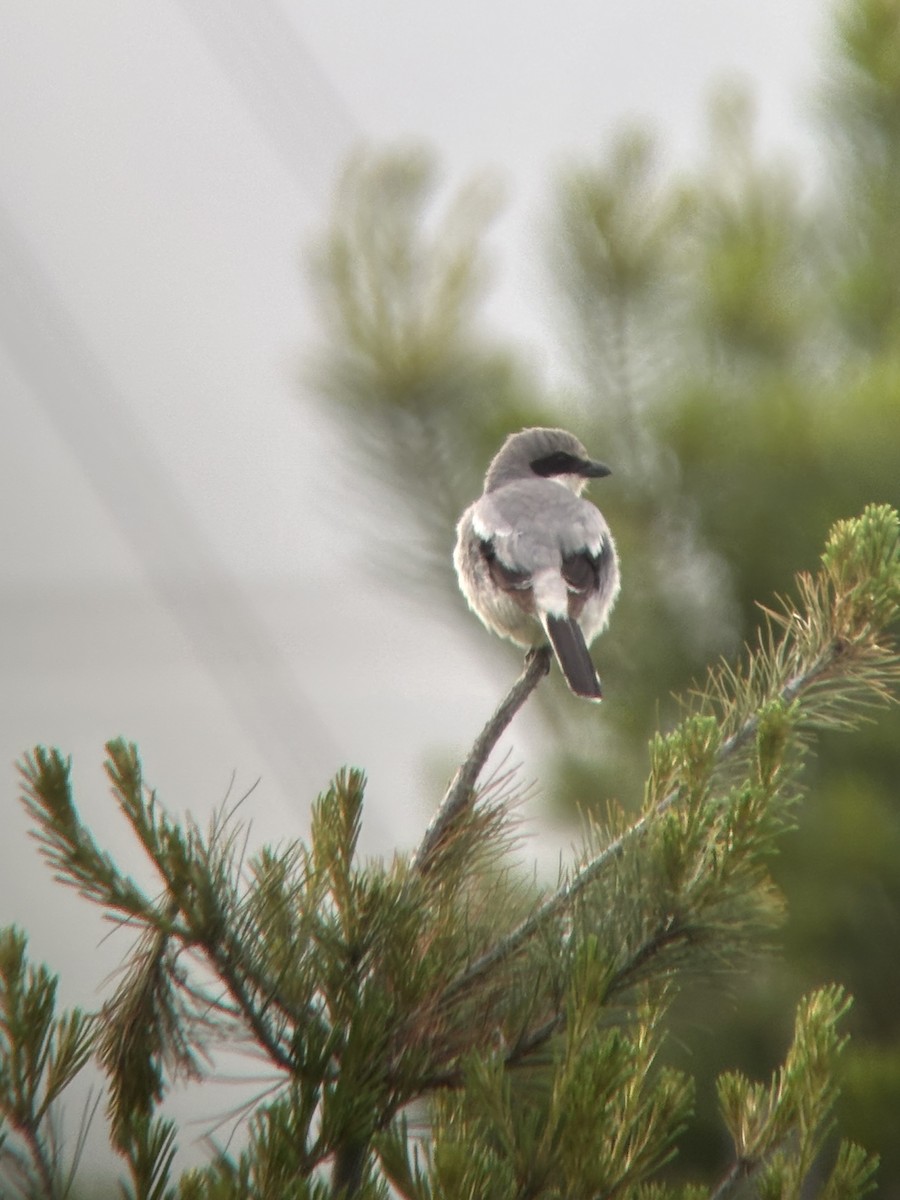 Loggerhead Shrike - ML636314140
