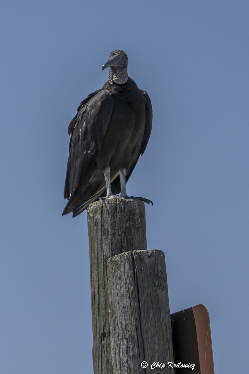 Black Vulture - ML636314189