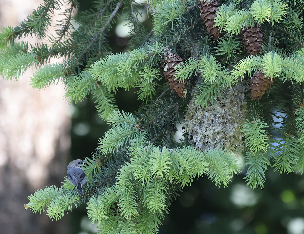 Bushtit - ML636314428