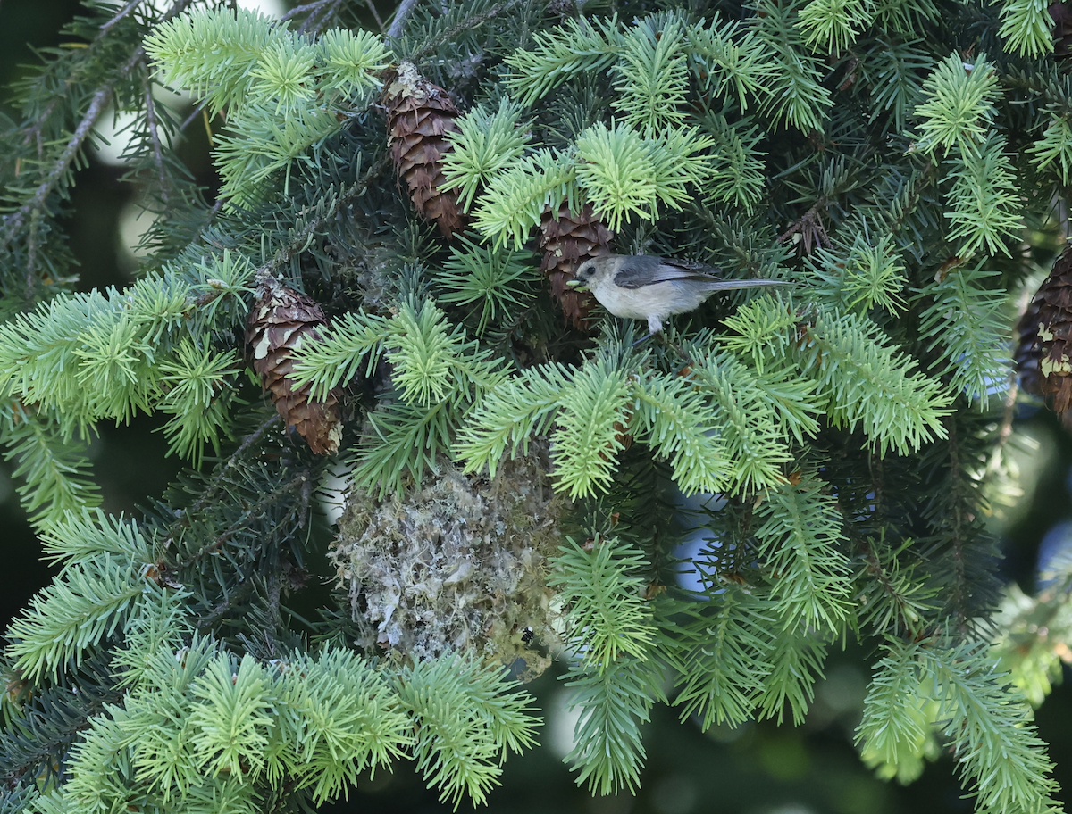 Bushtit - ML636314435