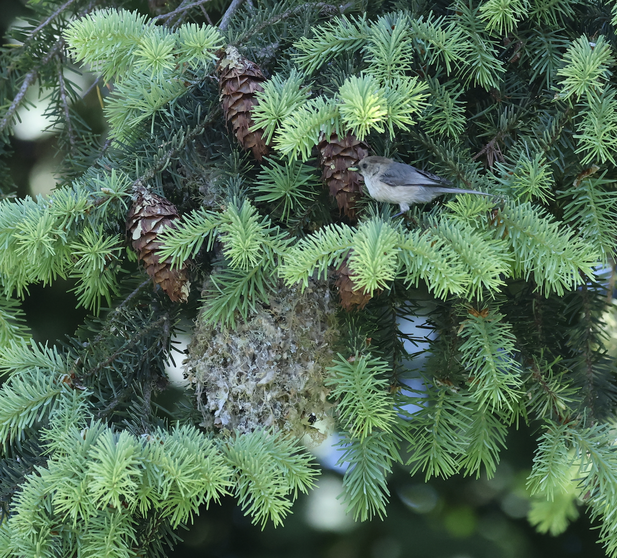 Bushtit - ML636314439