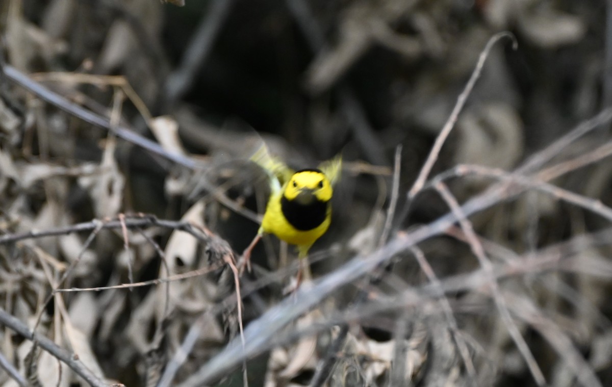 Hooded Warbler - ML636314594