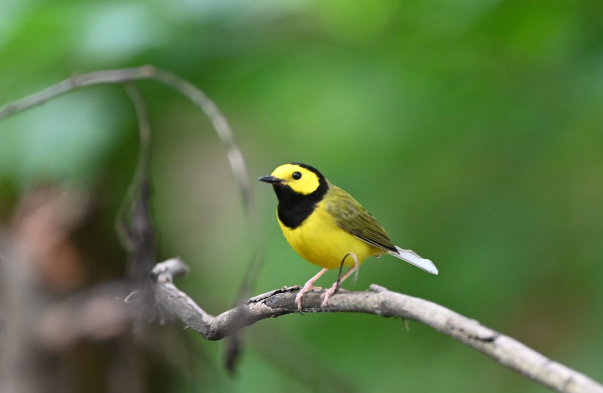 Hooded Warbler - ML636314595