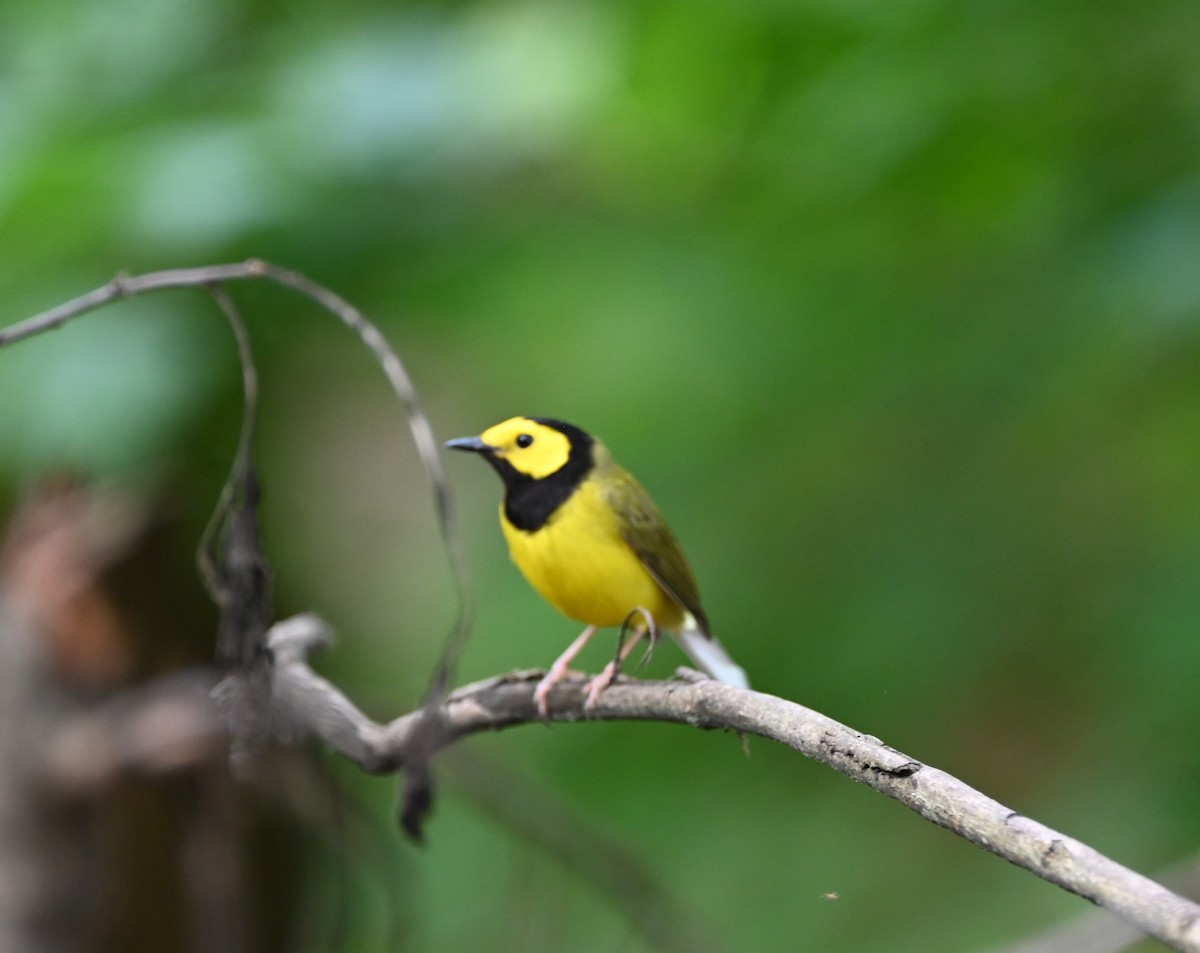 Hooded Warbler - ML636314596