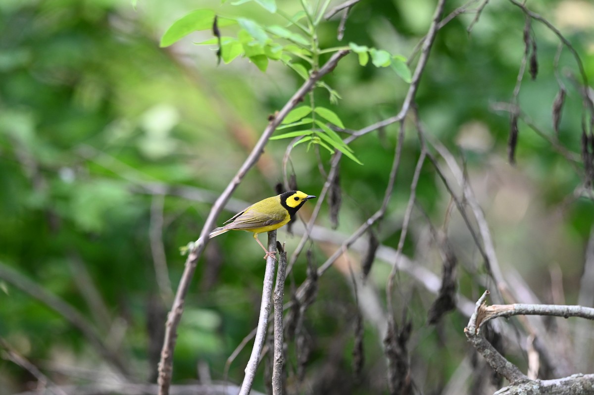 Hooded Warbler - ML636314598