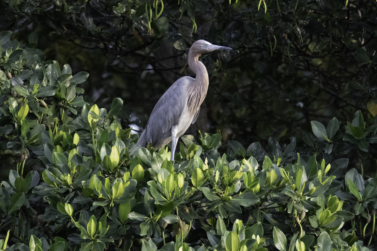 Reddish Egret - ML636314622
