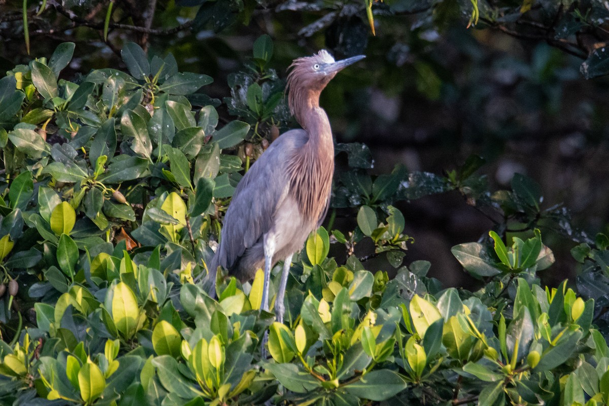 Reddish Egret - ML636314623