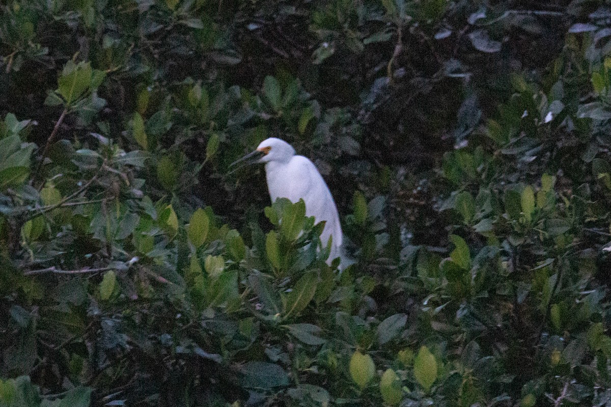 Snowy Egret - ML636314633