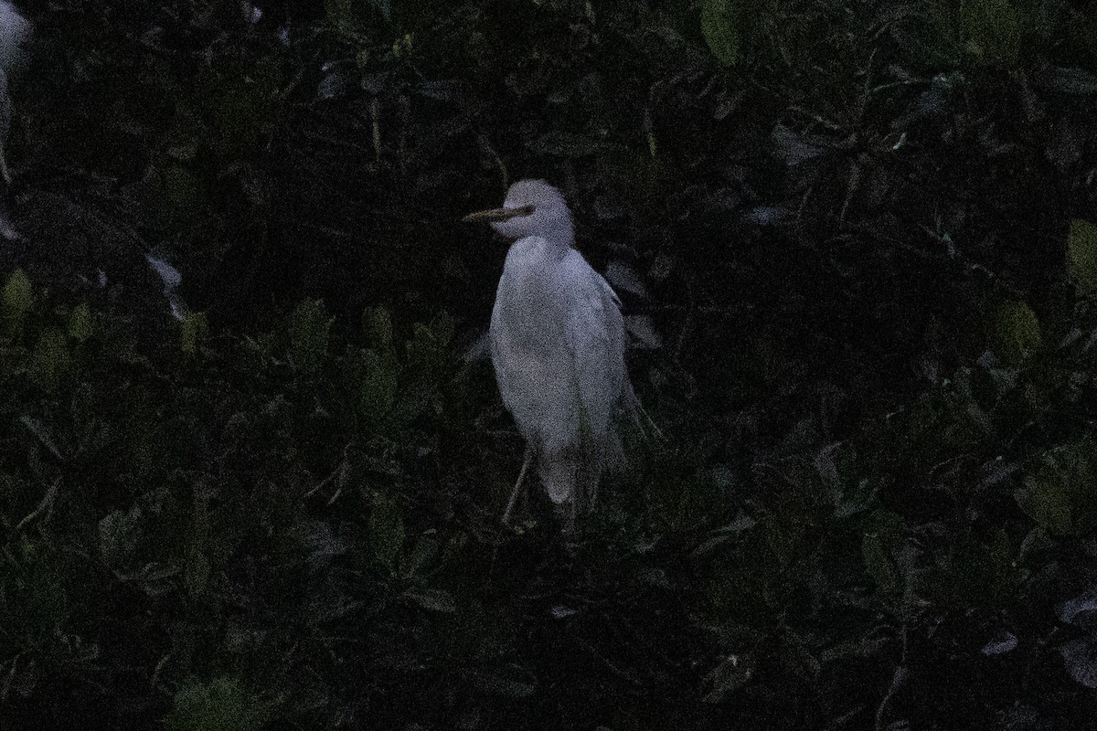 Western Cattle-Egret - ML636314639