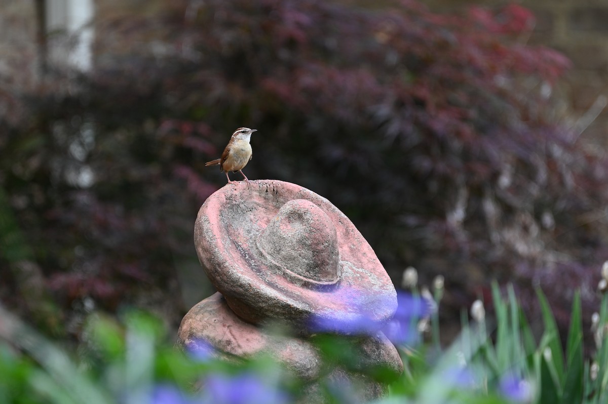 Carolina Wren - ML636314644