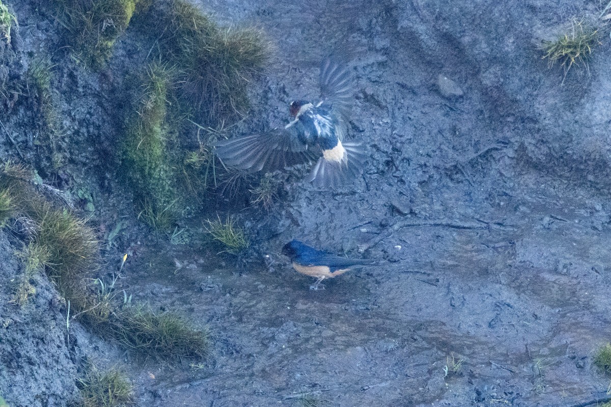 Cliff Swallow - ML636314689