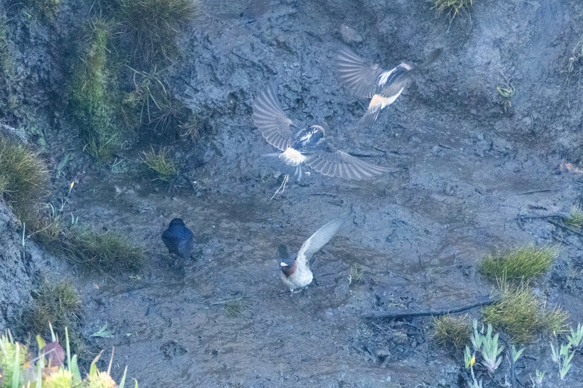 Cliff Swallow - ML636314690