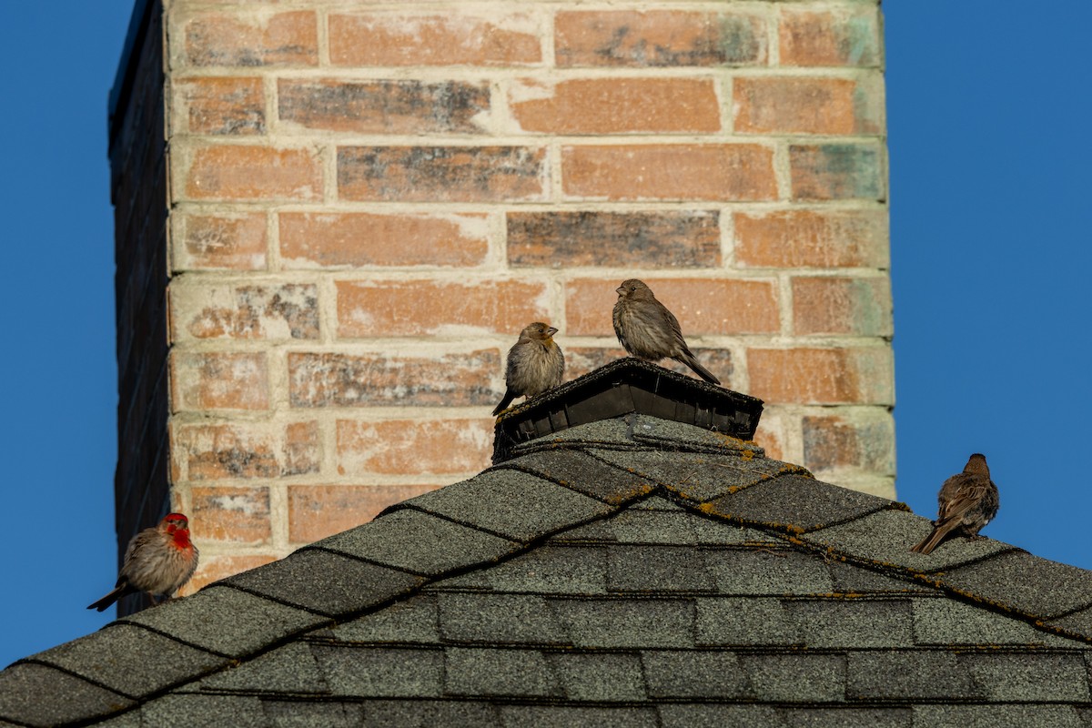 House Finch - ML636314694