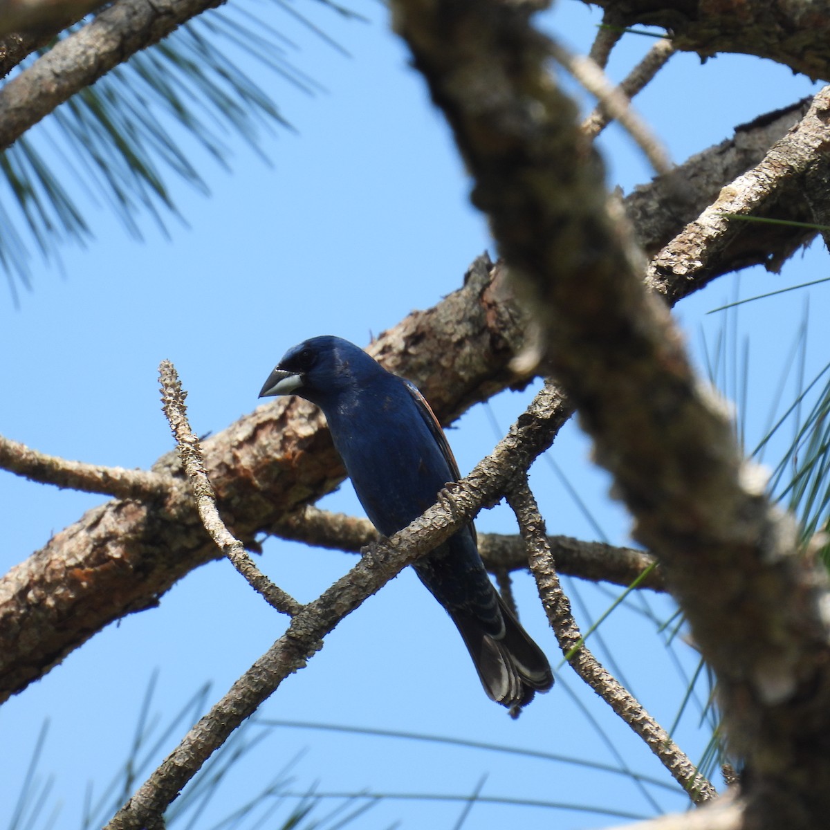 Blue Grosbeak - ML636314702