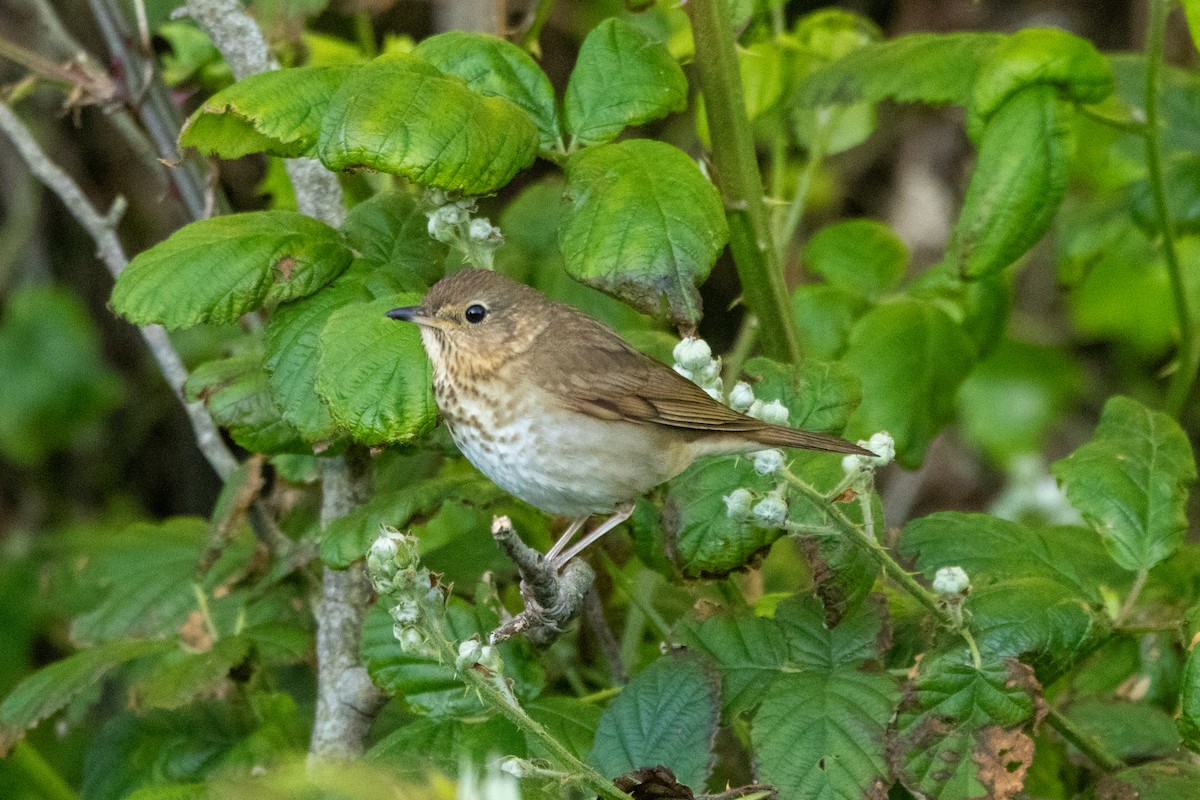 Swainson's Thrush - ML636314706