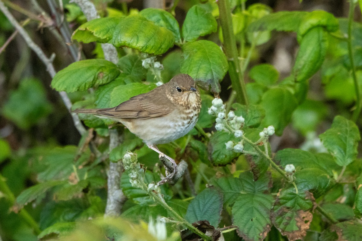 Swainson's Thrush - ML636314709