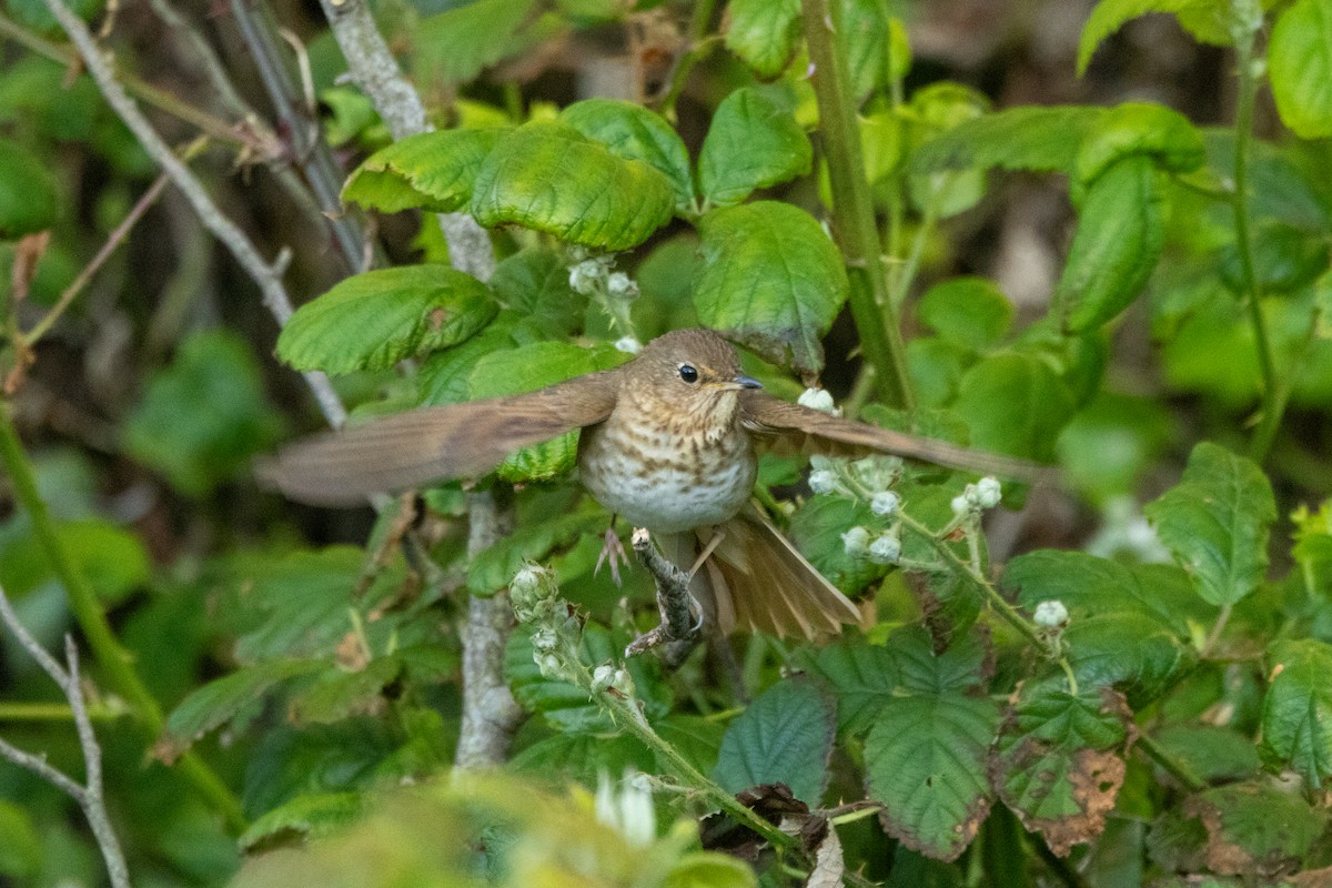 Swainson's Thrush - ML636314710