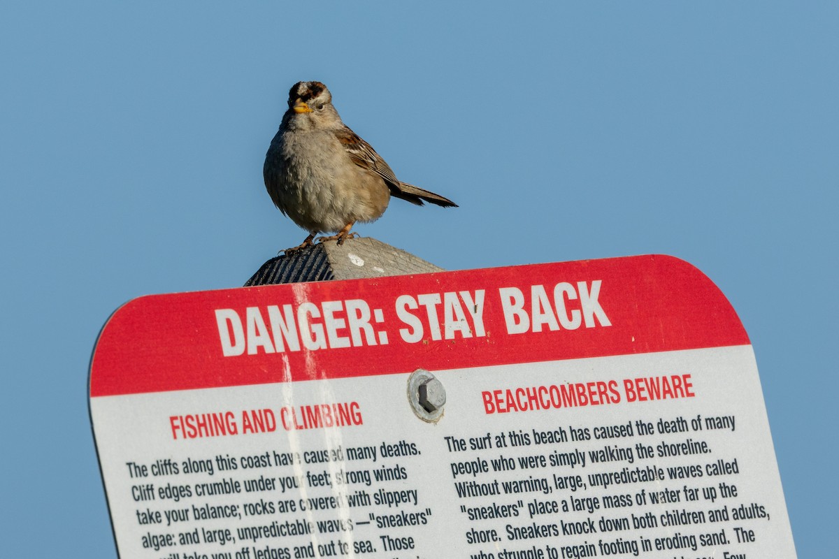 White-crowned Sparrow - ML636314719