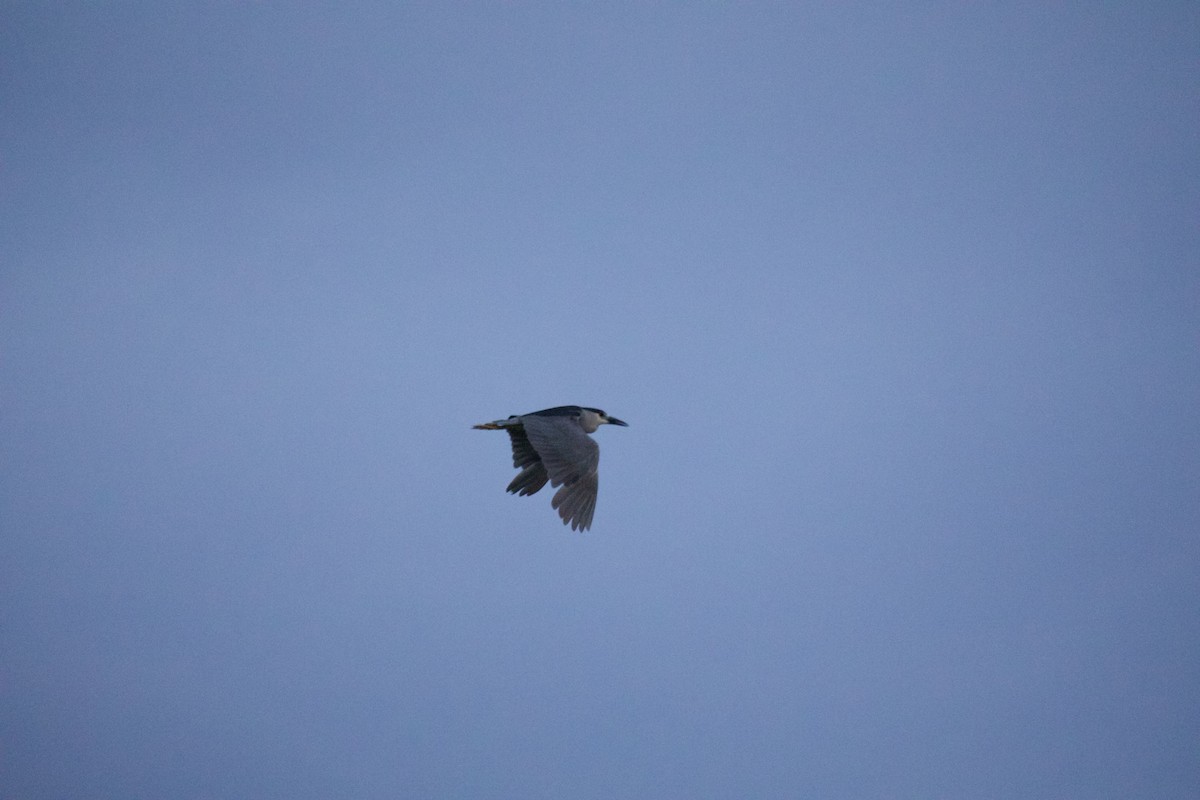 Black-crowned Night Heron - ML636314737