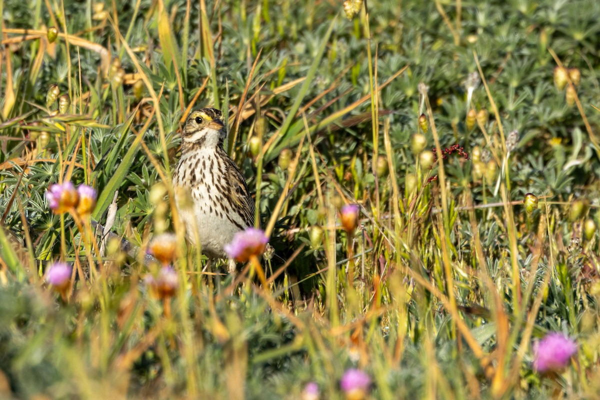 Savannah Sparrow - ML636314746