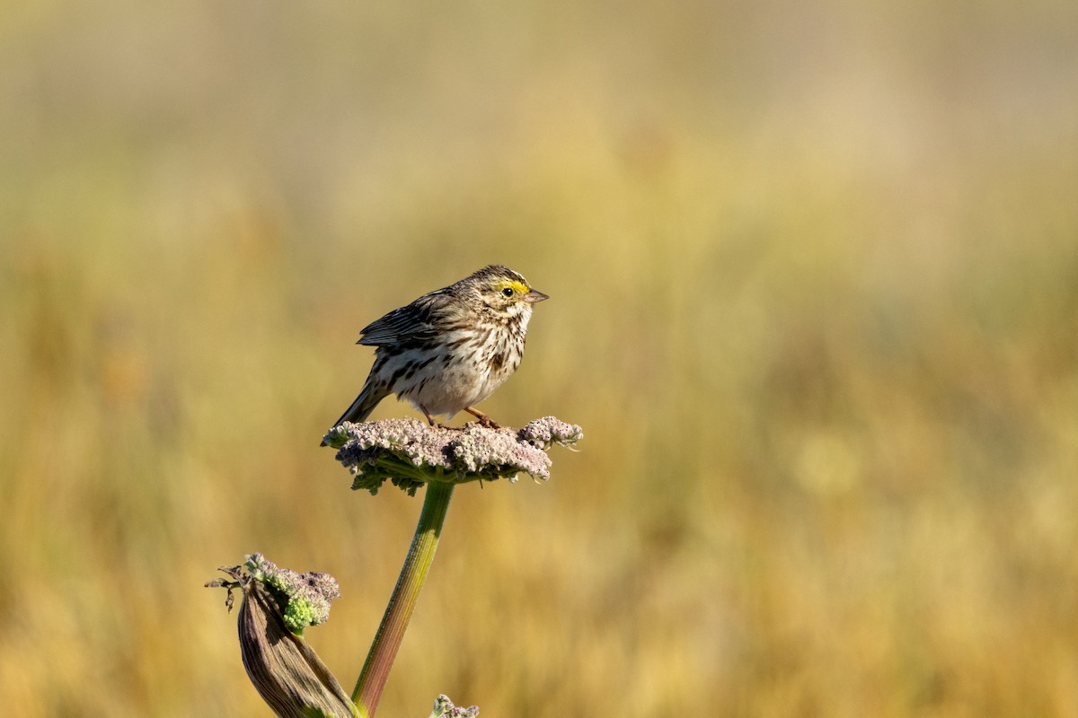 Savannah Sparrow - ML636314747