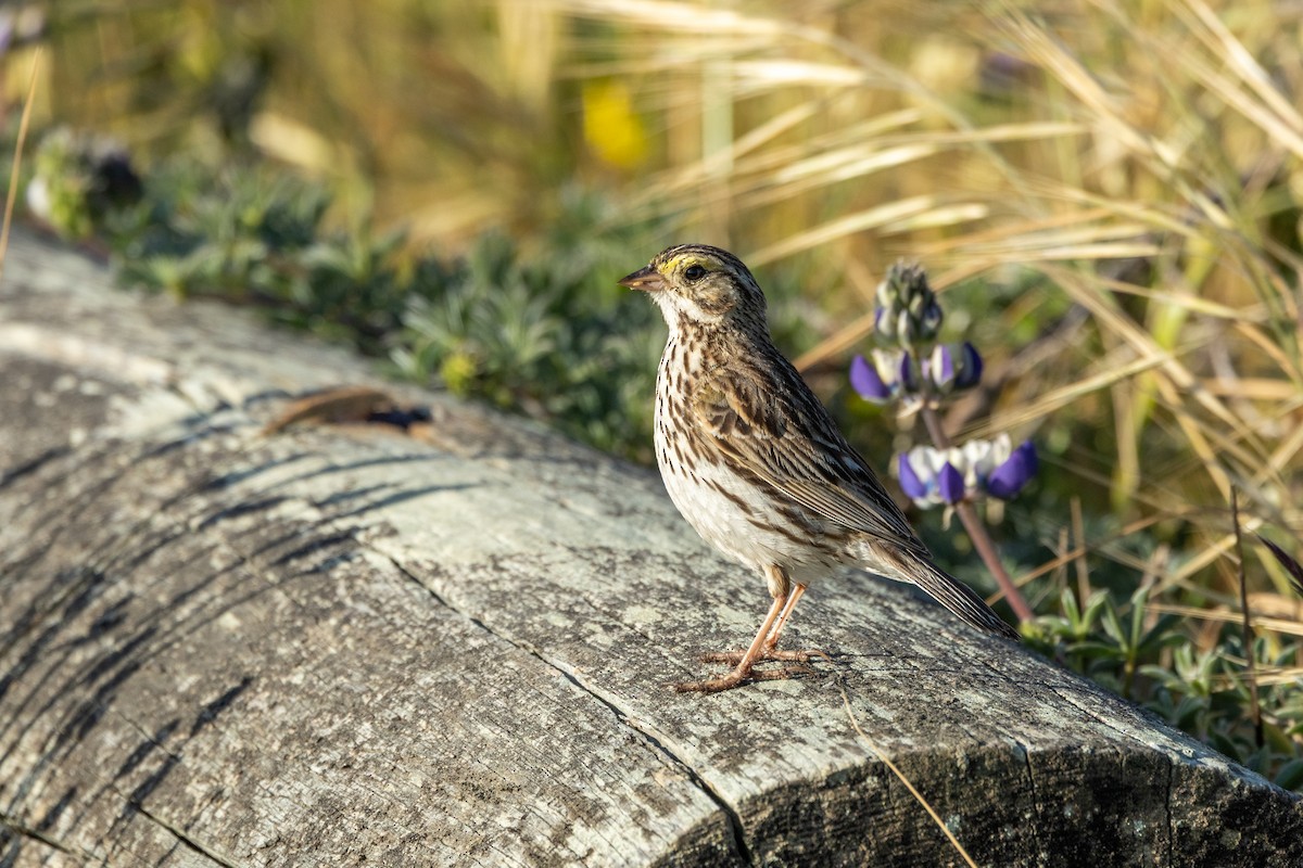 Savannah Sparrow - ML636314749