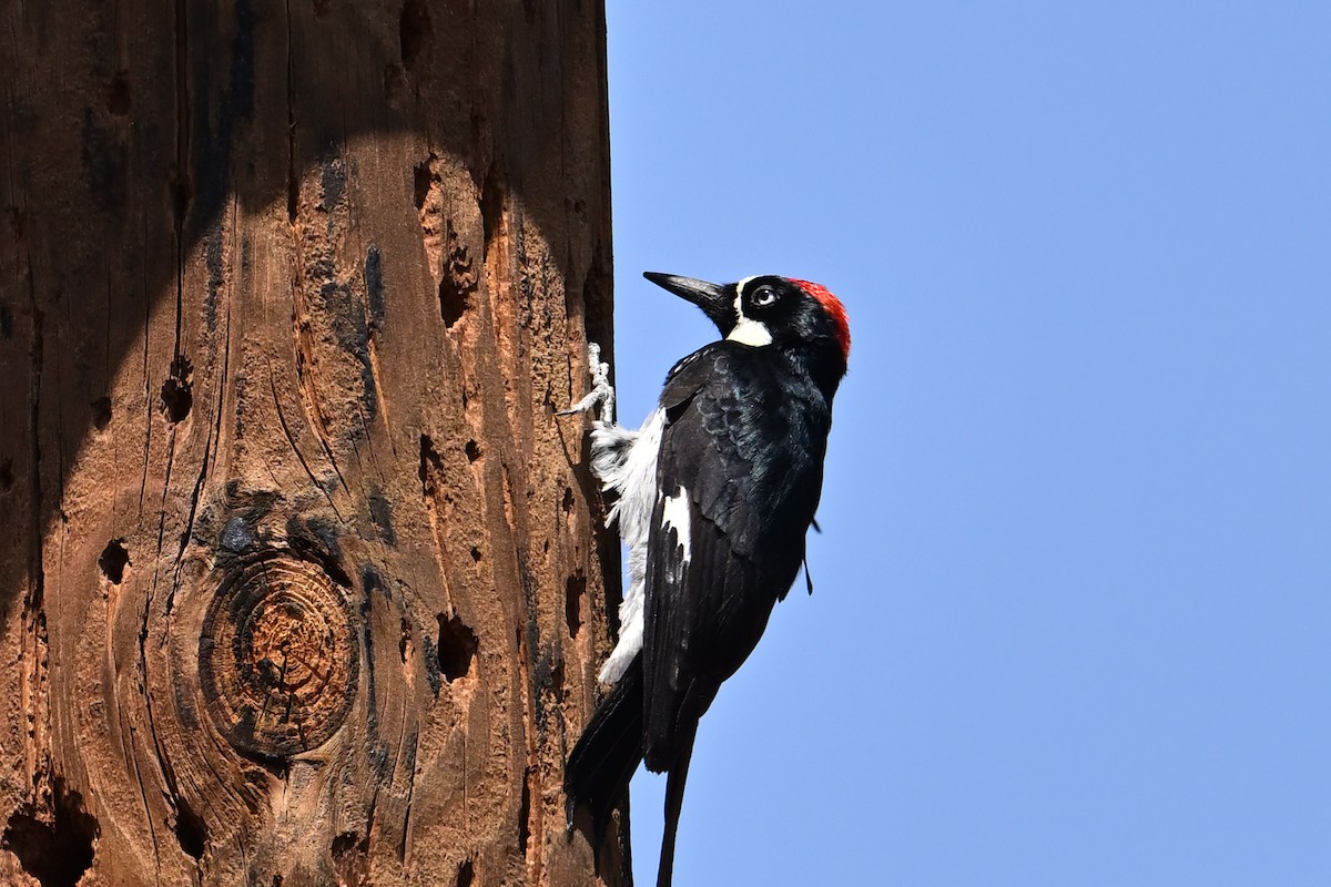 Acorn Woodpecker - ML636314795