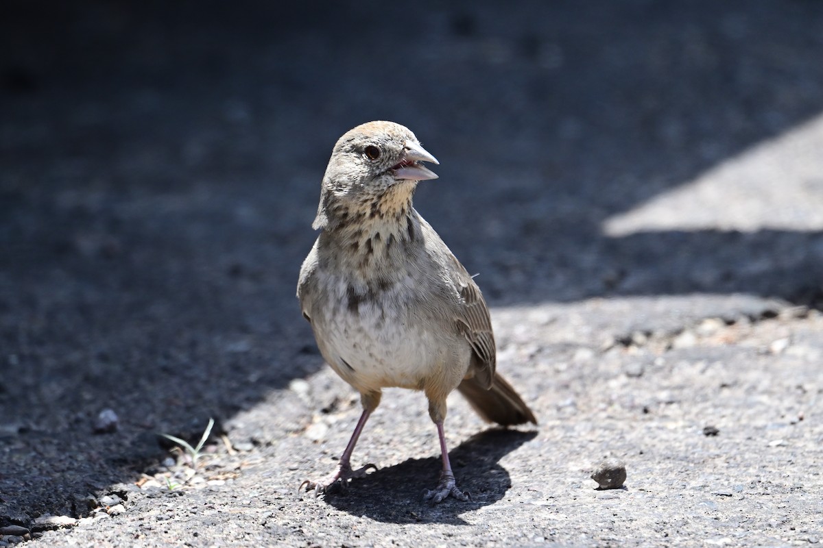 Canyon Towhee - ML636314800