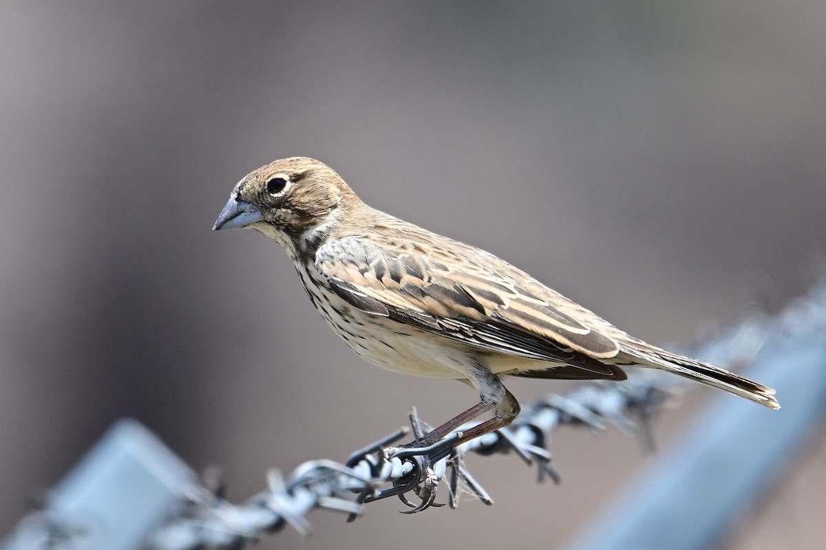 Lark Bunting - ML636314807
