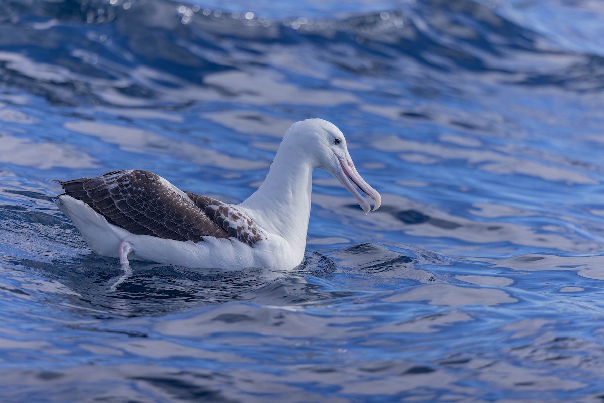 Northern/Southern Royal Albatross - ML636314972