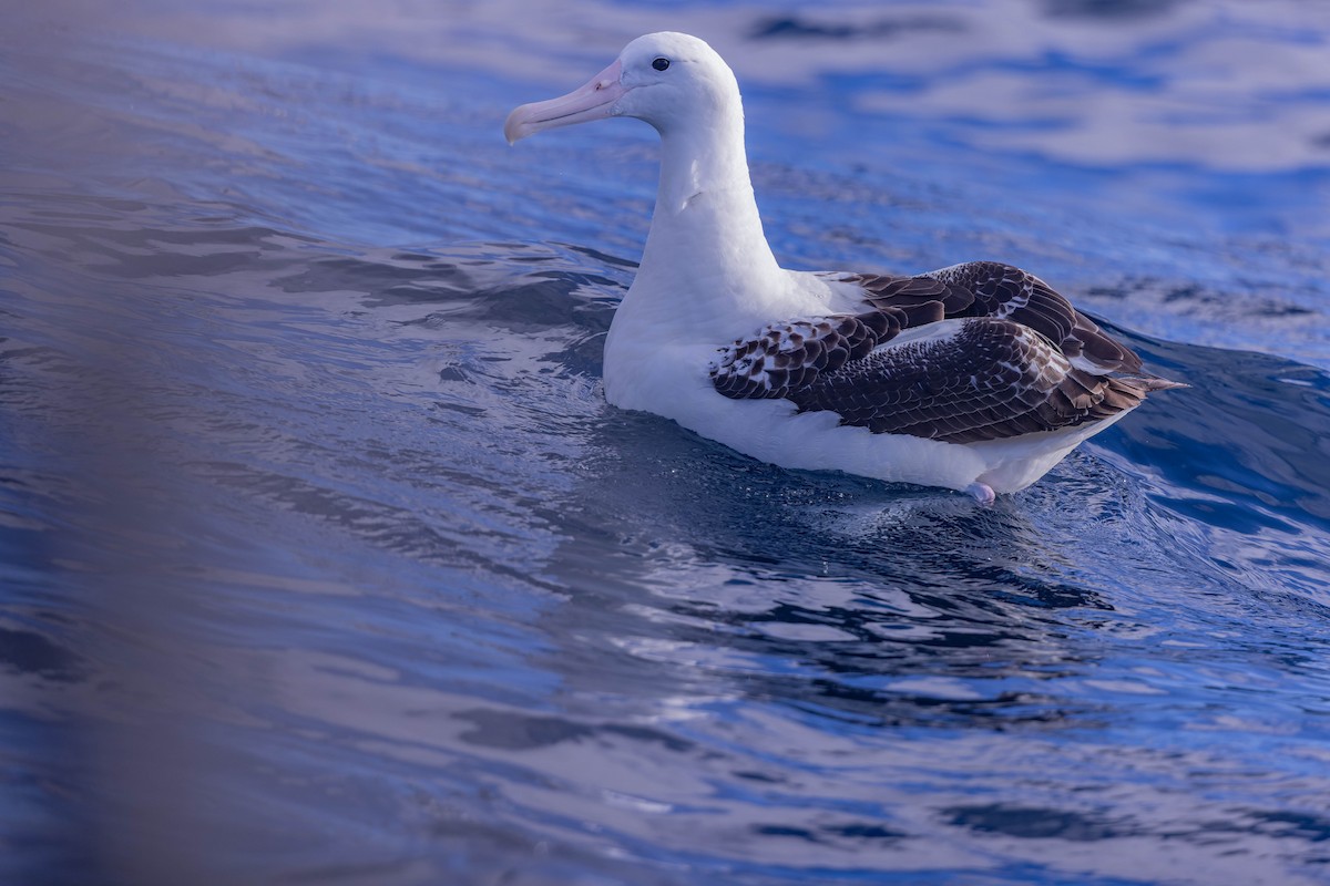 Northern/Southern Royal Albatross - ML636314973