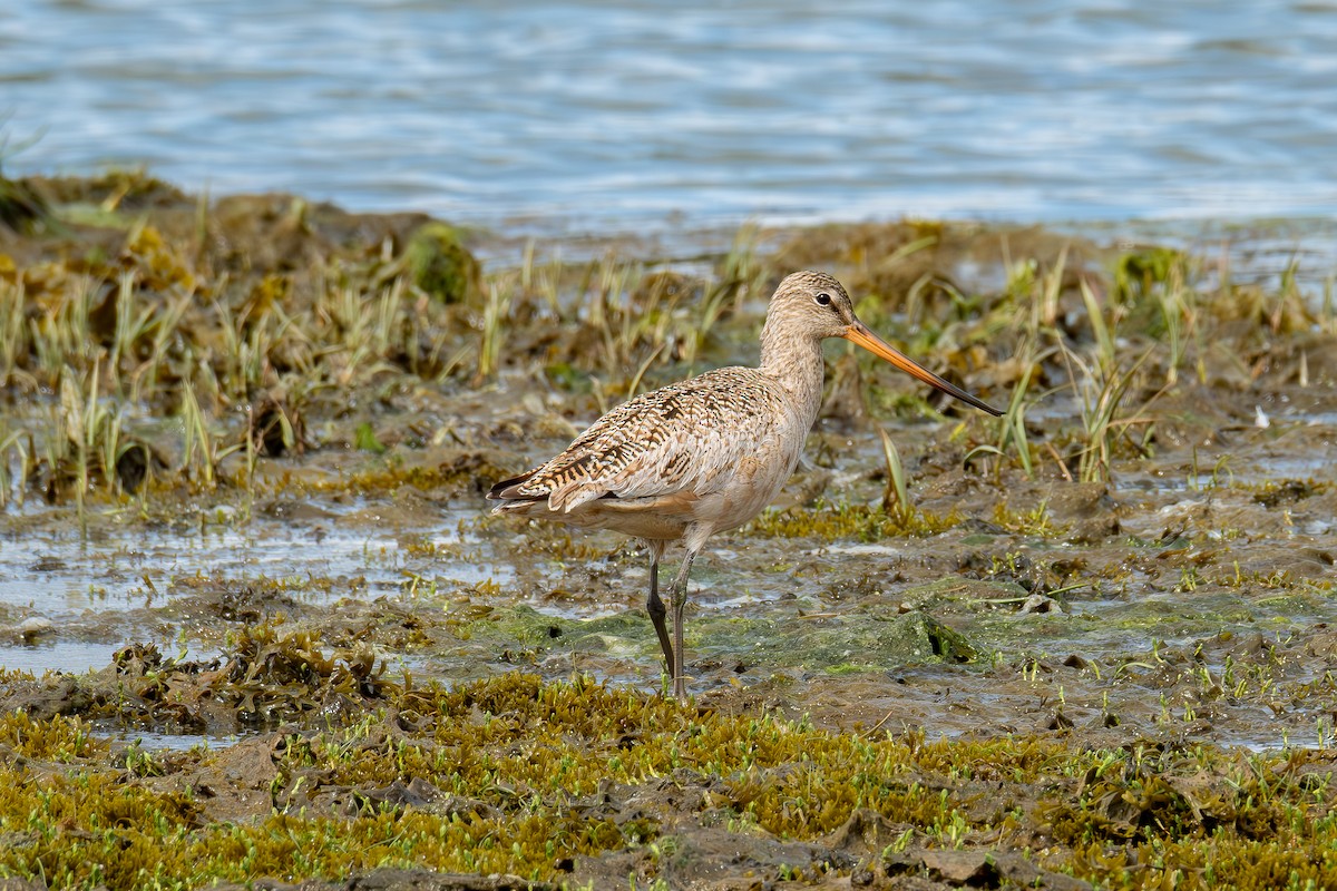 Marbled Godwit - ML636315022