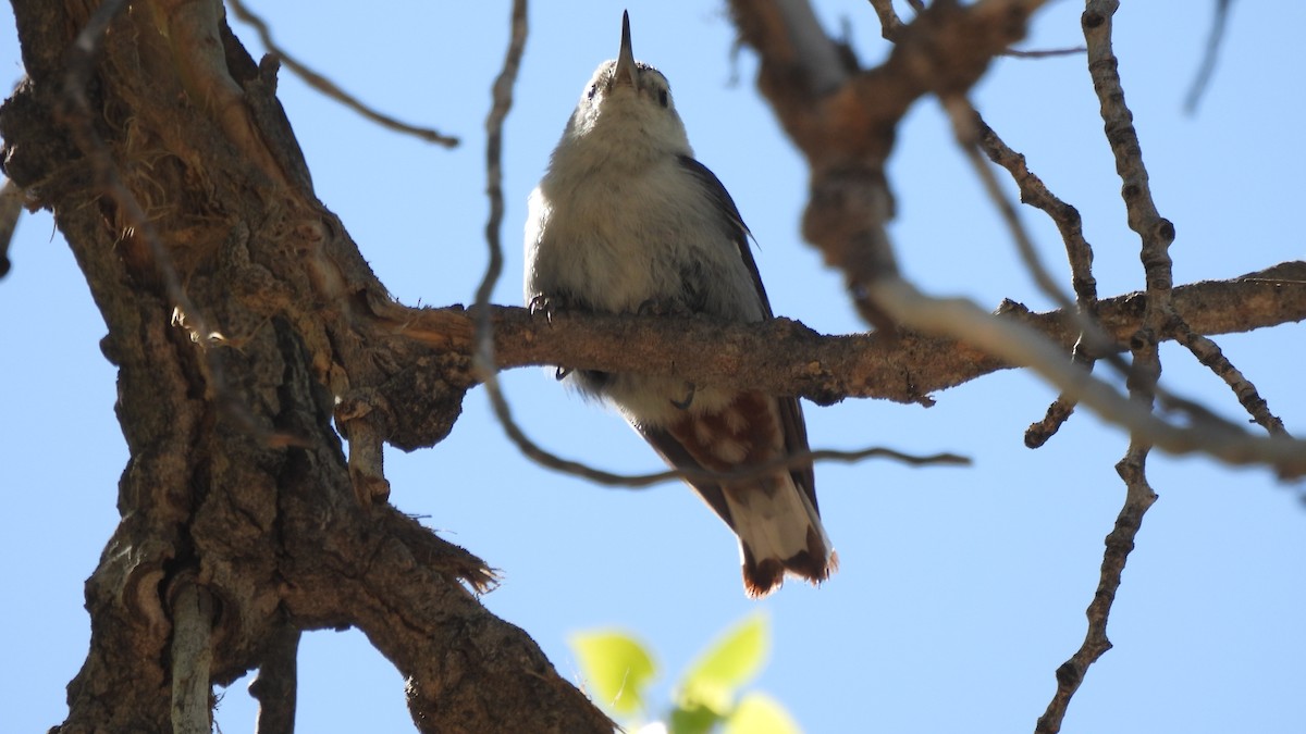 White-breasted Nuthatch - ML636315079