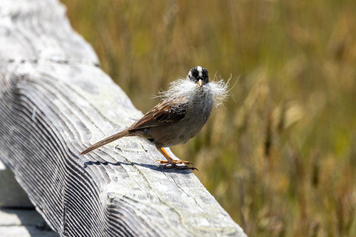 White-crowned Sparrow - ML636315132