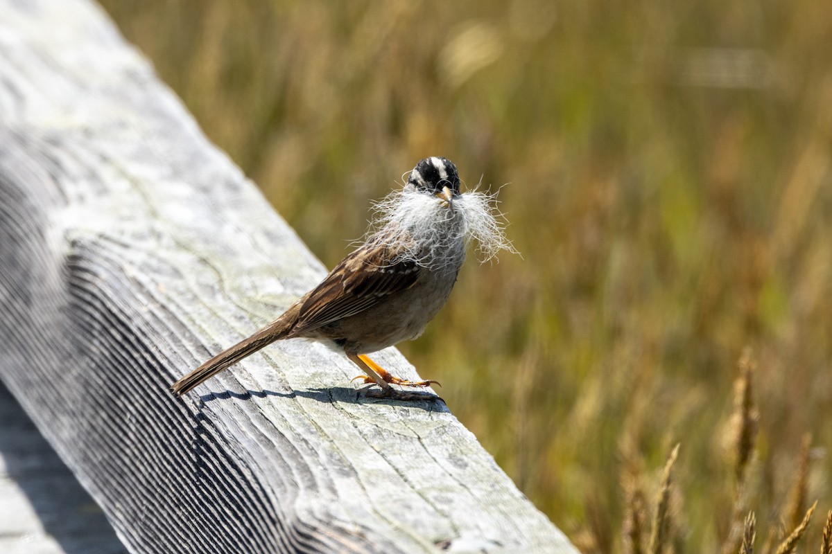 White-crowned Sparrow - ML636315133