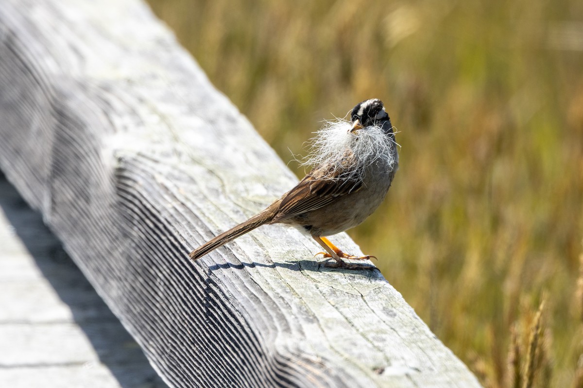 White-crowned Sparrow - ML636315134