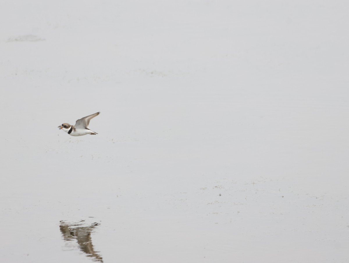 Semipalmated Plover - ML636315139
