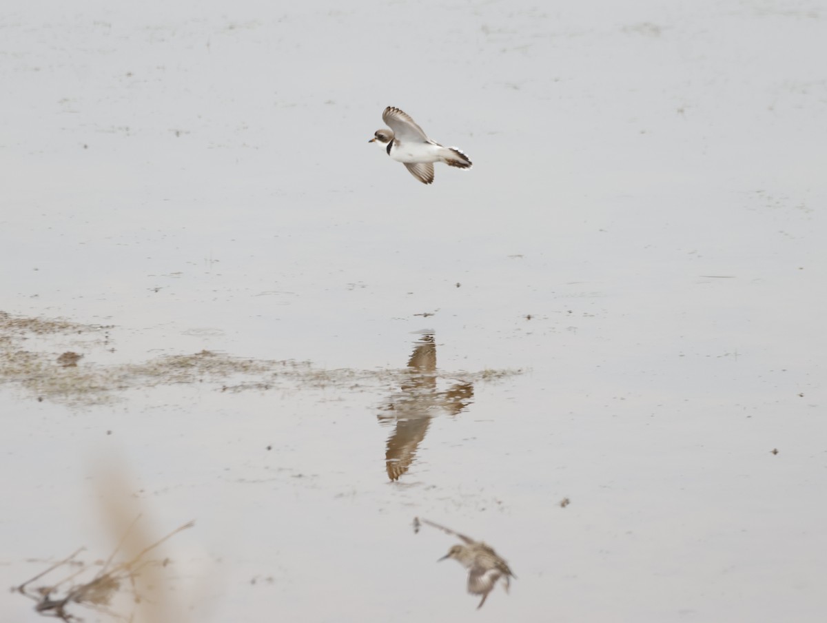 Semipalmated Plover - ML636315140