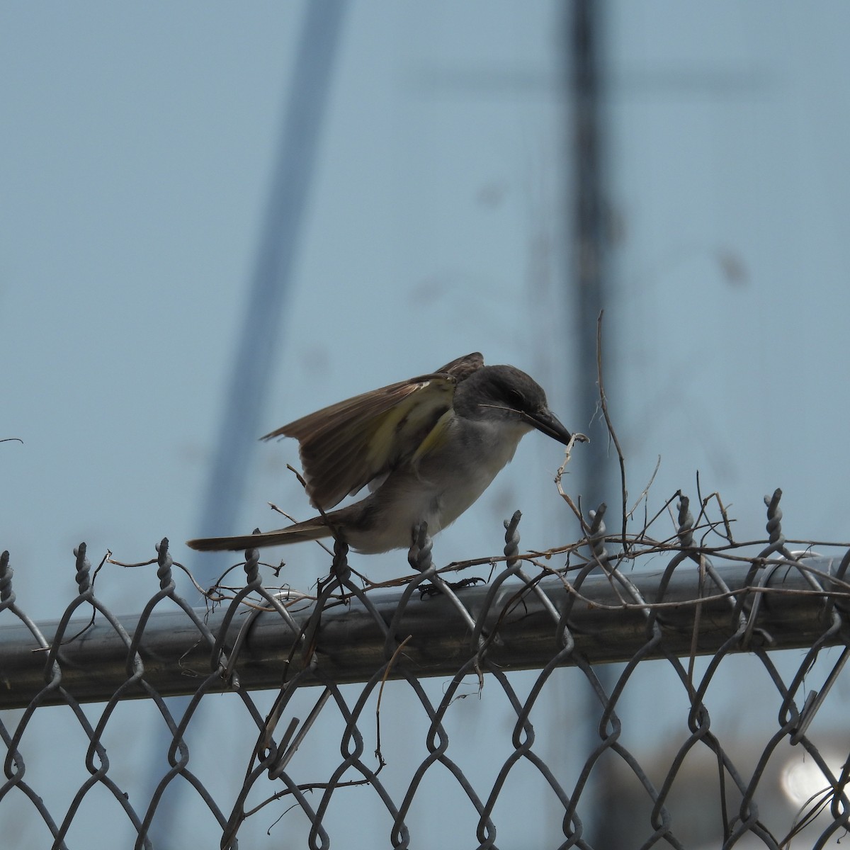 Gray Kingbird - ML636315147