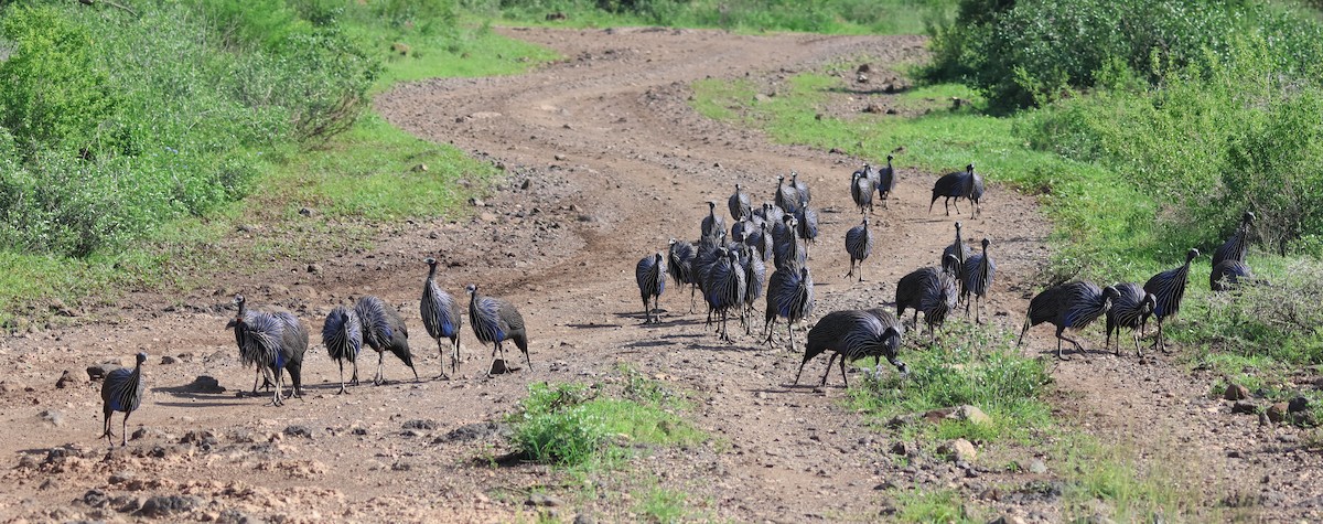 Vulturine Guineafowl - ML636315170
