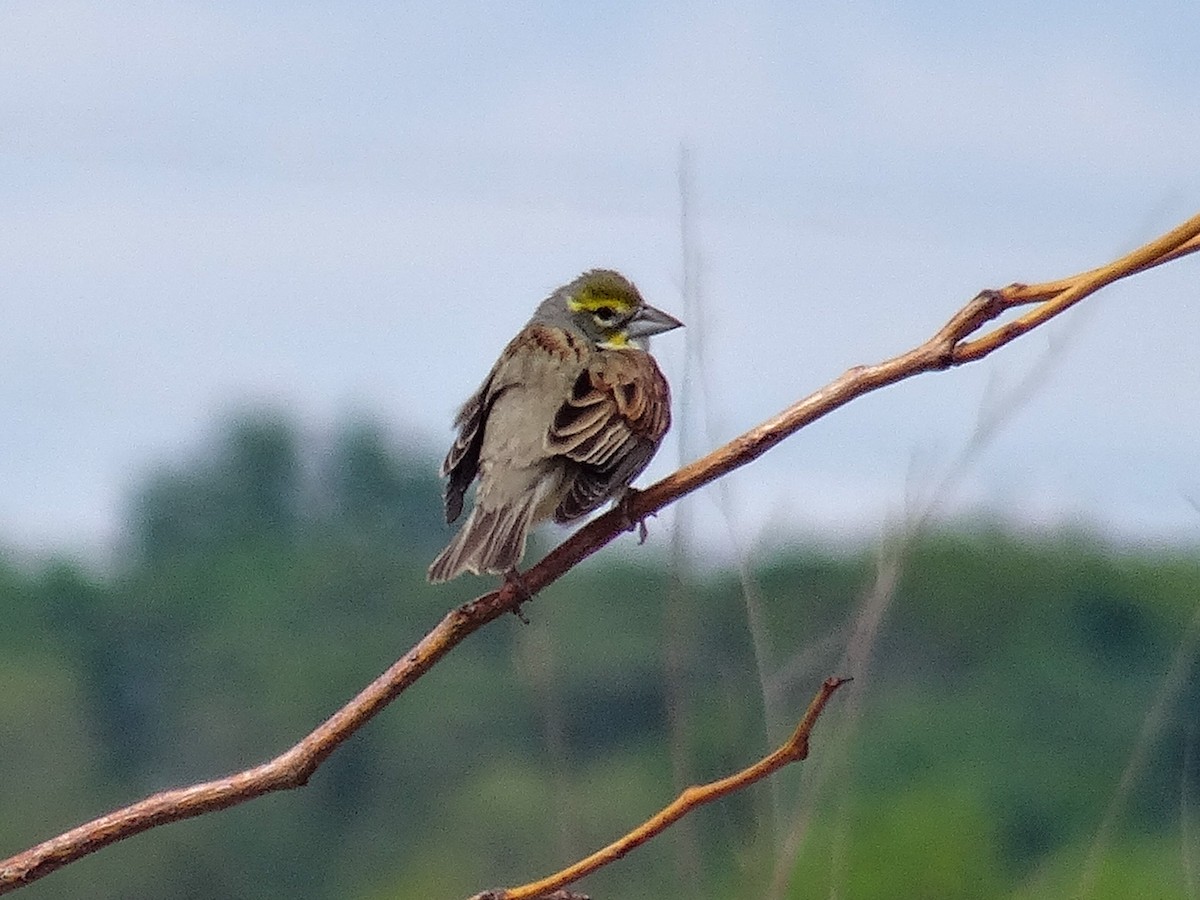 Dickcissel - ML636315245