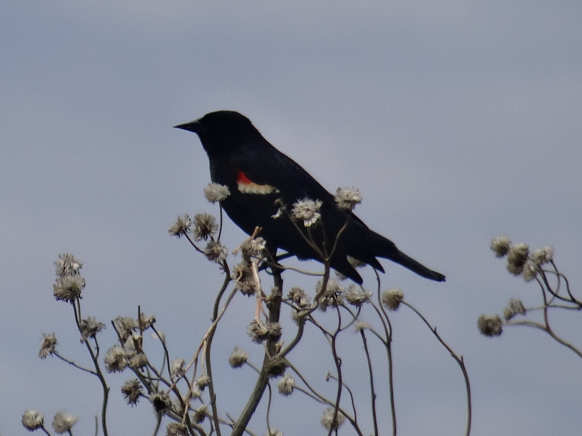 Red-winged Blackbird - ML636315248