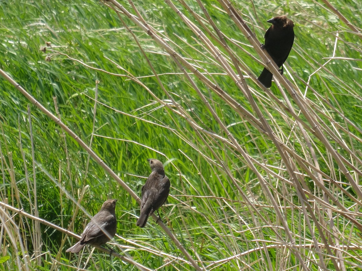 Brown-headed Cowbird - ML636315255