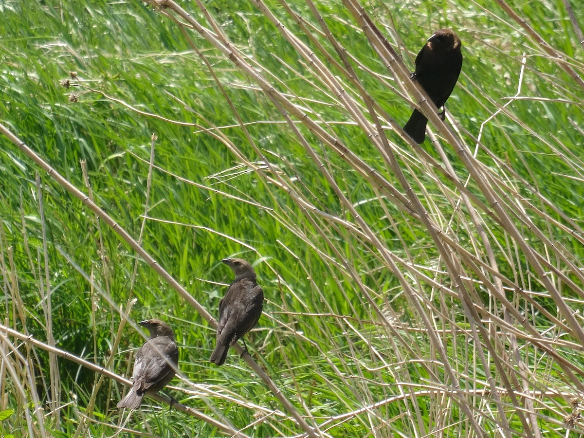 Brown-headed Cowbird - ML636315256