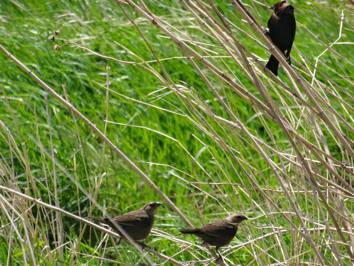 Brown-headed Cowbird - ML636315260