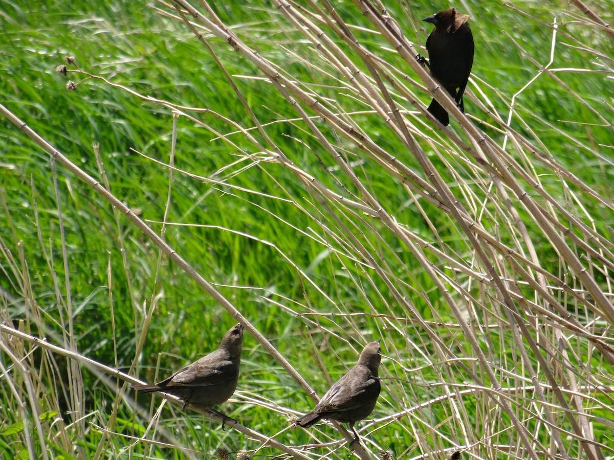 Brown-headed Cowbird - ML636315261