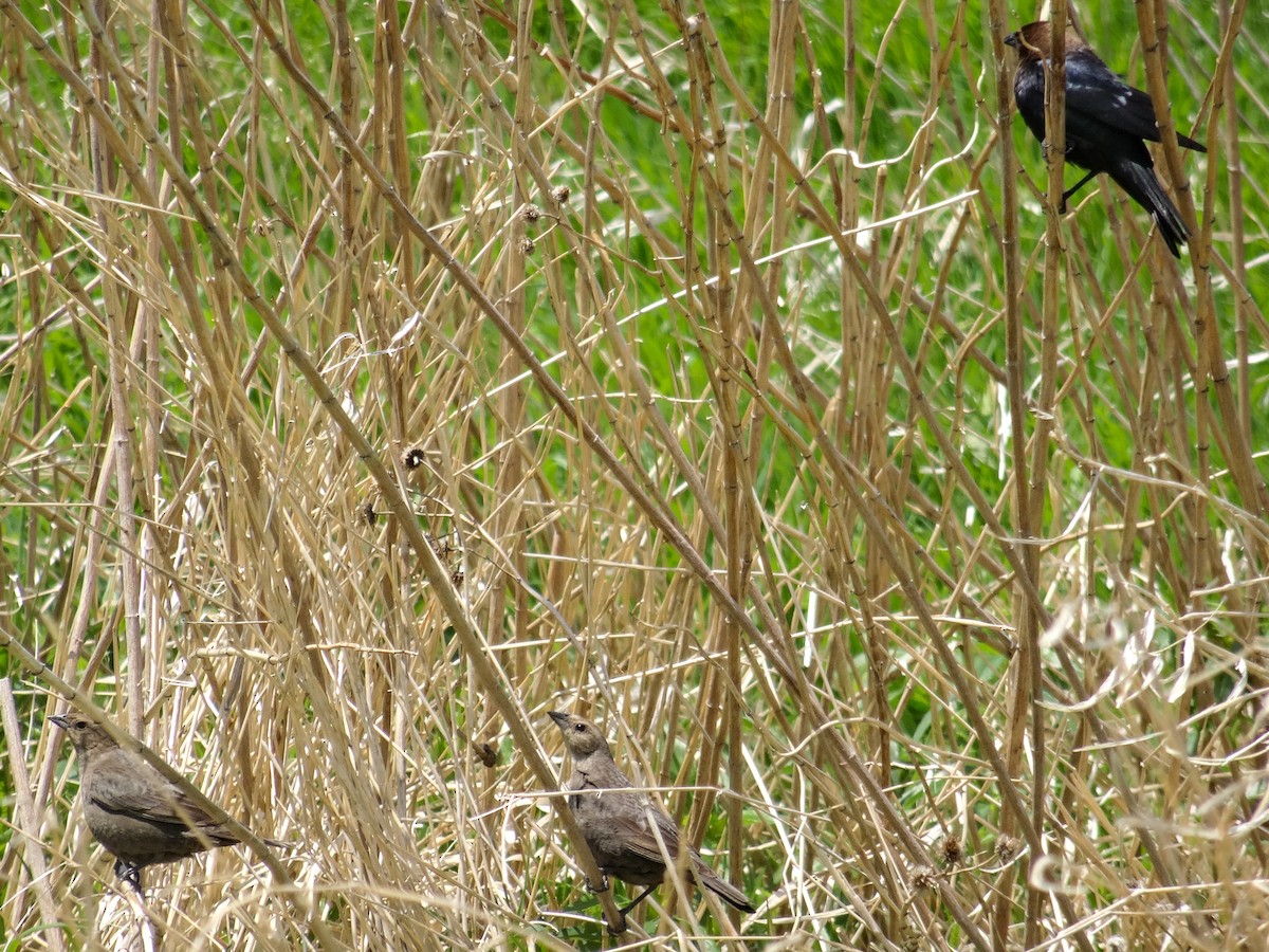 Brown-headed Cowbird - ML636315263